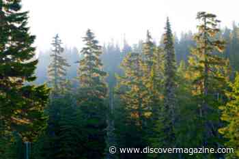 Millions of Years Ago, These North American Forests Disappeared for Good