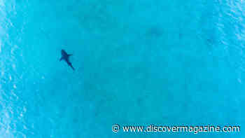 How Sharks Survive Natural Disasters