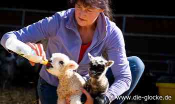 Oster-Zeit ist Lämmer-Zeit bei den Bremehrs in Verl - Die Glocke