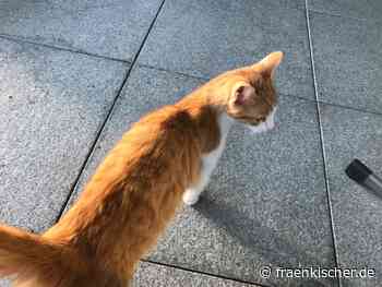 Ansbach: +++ Katze bringt Motorradfahrer zur Fall +++ - fränkischer.de