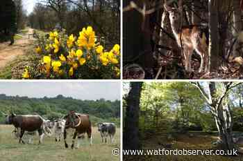 Epping Forest among UK's top 10 road trips