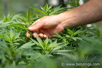 Resolve To Become A More Conscientious Cannabis Consumer - Benzinga - Benzinga
