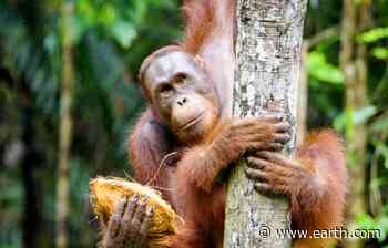 Consumer choice are fueling the extinction crisis abroad - Earth.com