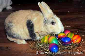 Nach Mannheim geflüchtete ukrainische Mädchen fragen: "Warum habt ihr einen Osterhasen?" - Mannheim - Nachrichten und Informationen - Mannheimer Morgen