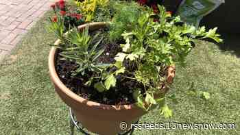Welcome to 'garden season!' Frost dates, native plants & a Hampton Roads butterfly magnet