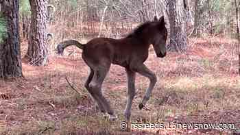 Less than a month old, Outer Banks colt, Charlie, passes away