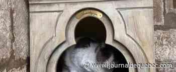 Chat ne passe pas: polémique à Dubrovnik sur le sort d'un félin des rues