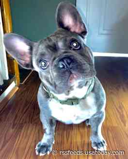 One of two pups stolen at gunpoint in DC rescued, suspects arrested
