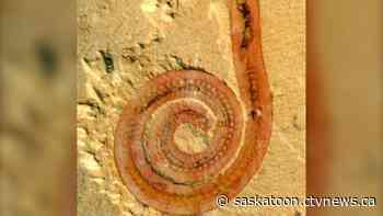 Sask. researchers help crack mystery 518 million years in the making