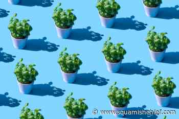 #GardenTok: find the answer spring planting questions here. - Squamish Chief