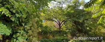 A che punto sono le giungle urbane di Prato - Greenreport: economia ecologica e sviluppo sostenibile - Greenreport: economia ecologica e sviluppo sostenibile