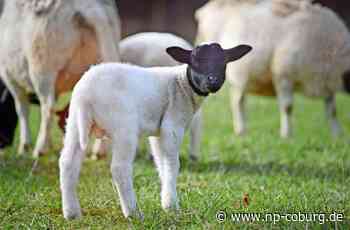 Weismain - Nachwuchs zu Ostern - Neue Presse Coburg