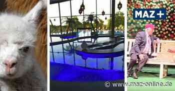 Potsdam Umland: Tipps fürs Osterwochenende in Werder, Michendorf, Kleinmachnow und Teltow - Märkische Allgemeine Zeitung