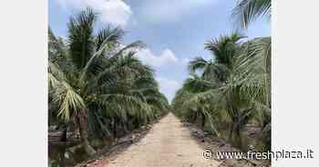 Nella Cina orientale rallentano le vendite di noci di cocco importate, a causa dei recenti focolai di Covid-19 - Freshplaza.it