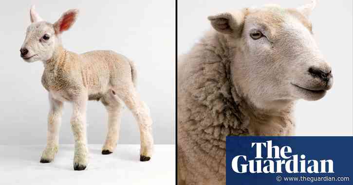 When ewe were young: what can cute baby animals teach us about ageing?