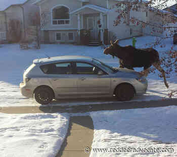 Red Deer area to participate in international wildlife challenge – Red Deer Advocate - Red Deer Advocate