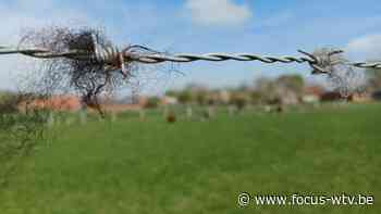 Wie doodt en steelt schapen in Beernem? - Focus en WTV