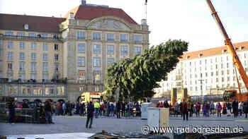 Dresden sucht den nächsten Striezelmarktbaum! - Radio Dresden
