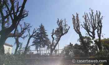 Alberi monumentali "decapitati" a Capua nel periodo della nidificazione, la protesta dei cittadini | - CasertaWeb