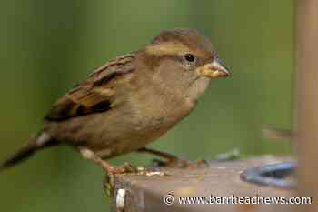 RSPB reveals Big Garden Birdwatch 2022 results in East Renfrewshire - Barrhead News