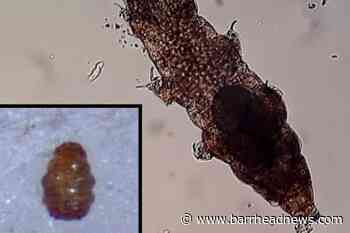 Tardigrades 'can hitch rides on snails but the slime hampers survival' - Barrhead News