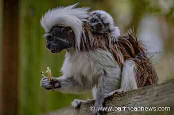 Chester Zoo celebrates birth of one of world's most endangered primates - Barrhead News