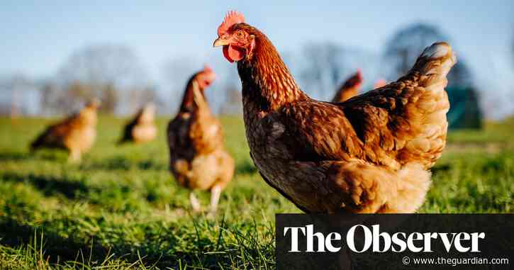 Cheaper than chips … ‘Frankenchicken’ at the centre of fight for animal welfare