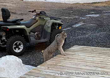 Multiple lynx sightings reported in Kenora area - KenoraOnline.com