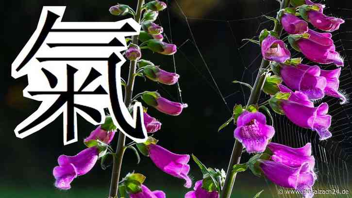 Medizin aus China: Wie Rosenheimer und Ampfinger Apotheker geheimnisvolle Dekokte brauen