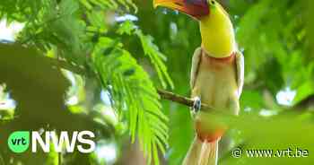 Vogelliefhebber uit Brakel spot toekan met zeldzame kleurafwijking in Costa Rica: "We zochten witte vleermuis" - VRT NWS