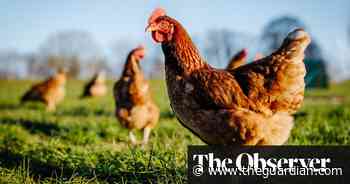 ‘Frankenchicken’ at the centre of fight for animal welfare