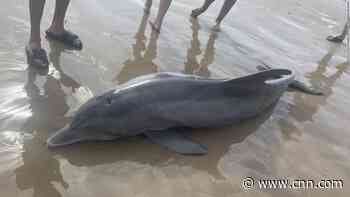 Stranded dolphin dies after beachgoers attempt to swim with it