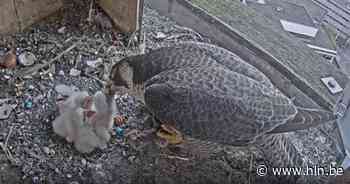 Jong leven! Opníeuw vier slechtvalkkuikens bij Agfa-Gevaert - Het Laatste Nieuws