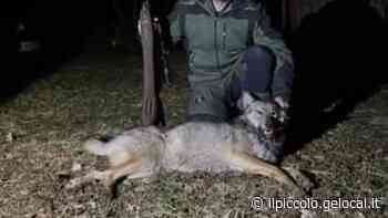 Cacciatori uccidono una lupa ibrida in Slovenia - Il Piccolo