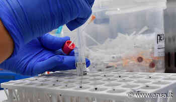 Tumore al fegato, l'Università di Trieste individua un nuovo approccio terapeutico - Salute & Benessere - Agenzia ANSA