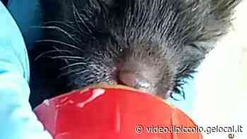 Trieste, prime pappe per i cuccioli di volpe salvati dall'Enpa - video.ilpiccolo.gelocal.it