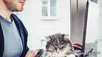 "Buitengebieden" auf Twitter: Ein Mann flutet das Internet mit niedlichen Tieren - STERN.de