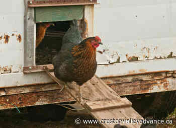 UPDATE: Avian flu confirmed at Okanagan farm - Creston Valley Advance