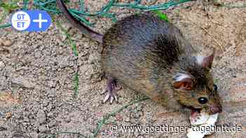 Stadt Northeim beauftragt vorsorglich Rattenbekämpfung - Göttinger Tageblatt