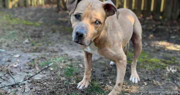 Sweet, Blind, Old Dog Rescued from Dog Fighting Is Just Looking for a Home to Spend His Final Days