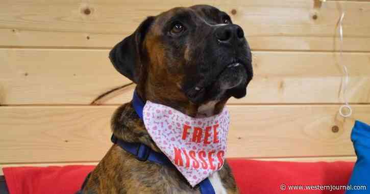 Dog Stood Up at Valentine's Adoption Meet-and-Greet Finally Finds Home After 225 Days at Shelter
