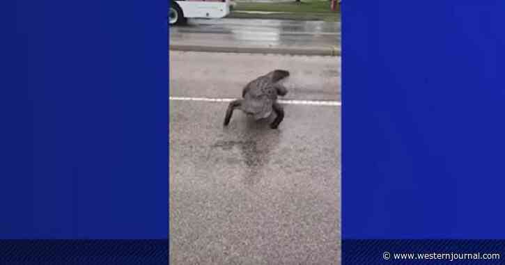 Ten-Foot Swamp Monster Crawls Under Truck, Driver Terrified by Its Next Move