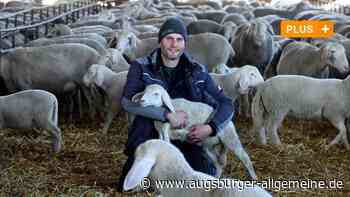 Region Augsburg: Das Fleisch der Lechtal-Lämmer kommt als Osterbraten auf den Tisch | Augsburger Allgemeine - Augsburger Allgemeine