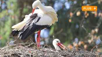 Augsburg: Die Freude ist groß: In Augsburg gibt es wieder Wildstörche | Augsburger Allgemeine - Augsburger Allgemeine