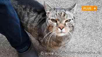 Augsburg: Die Odyssee des Katers Rusty und seine glückliche Heimkehr | Augsburger Allgemeine - Augsburger Allgemeine