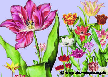 Tulpenmarathon – Frühling in der Staats- und Stadtbibliothek Augsburg | Die Augsburger Zeitung - DAZ - Die Augsburger Zeitung