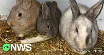 Konijnenexpert uit Geetbets waarschuwt: “Konijn kopen met Pasen is geen goed idee” - VRT NWS