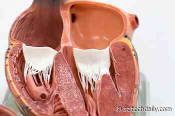 Insights Into the Dynamic Ultrastructure of the Heart – Thanks to New Ultra-High-Resolution Electron Microscopy