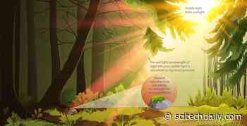 Photosynthesis: How a Cyanobacterium Makes Far-Red Light Mean “Go”