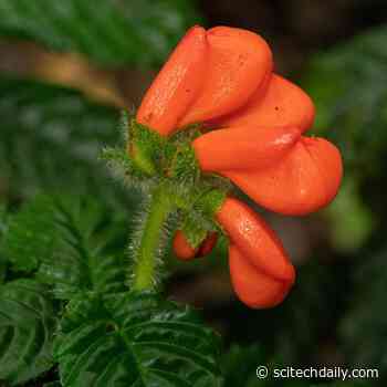 Lost South American Wildflower “Extinctus” Not Extinct After All – “Was It Really That Easy?”
